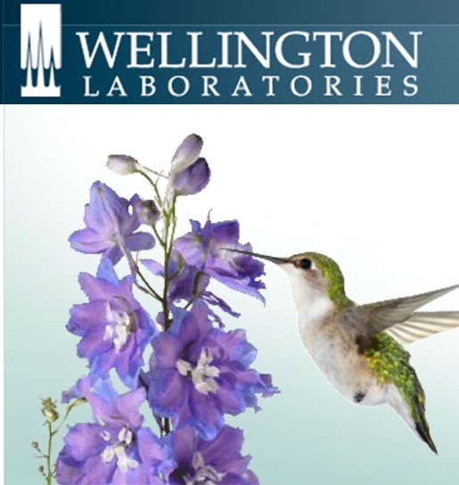 Wellington