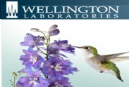Wellington